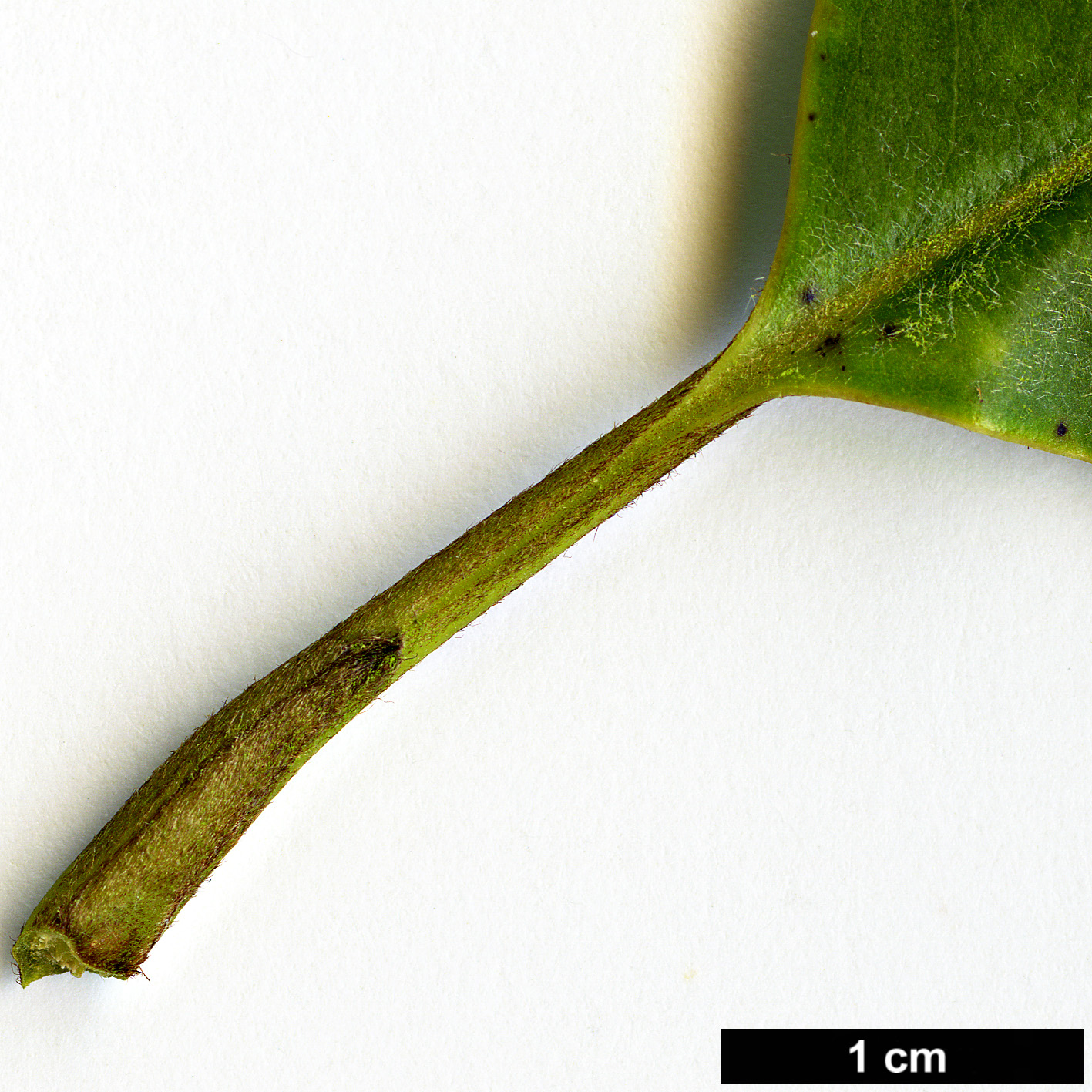 High resolution image: Family: Magnoliaceae - Genus: Magnolia - Taxon: floribunda